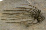 Rare, Spiny Heliopeltis Trilobite - Issoumour, Morocco #328634-3